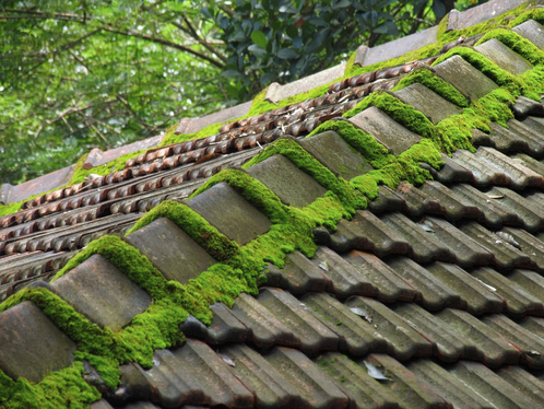 Démoussage de toiture dans la Drôme